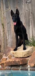 Freya, a Adoptable Belgian Shepherd / Malinois in Houston , TX image 4/4