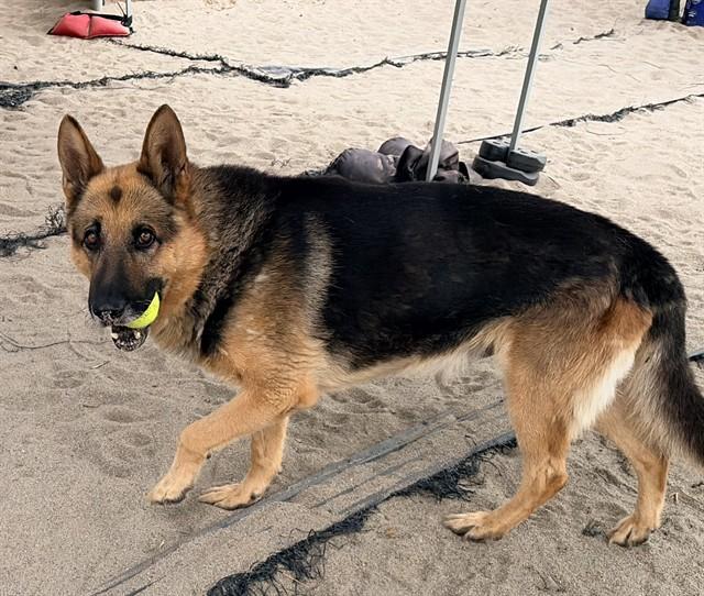 Enlarge KING, a Adoptable German Shepherd Dog in Salinas, CA image 1/1