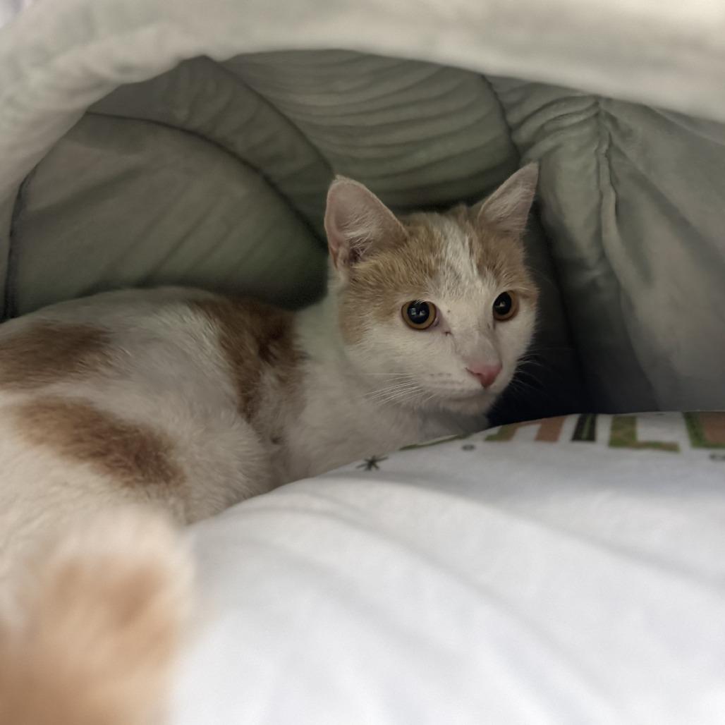 Cat (2) 12/29/2025, Adoptable, Young Male Domestic Short Hair.