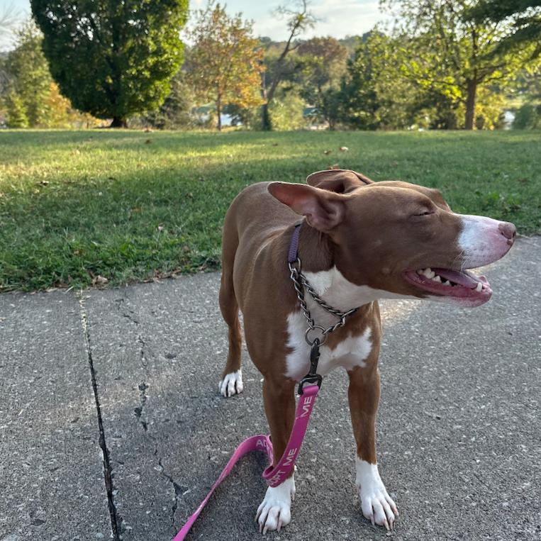 Wendy, Adoptable, Adult Female Mixed Breed.