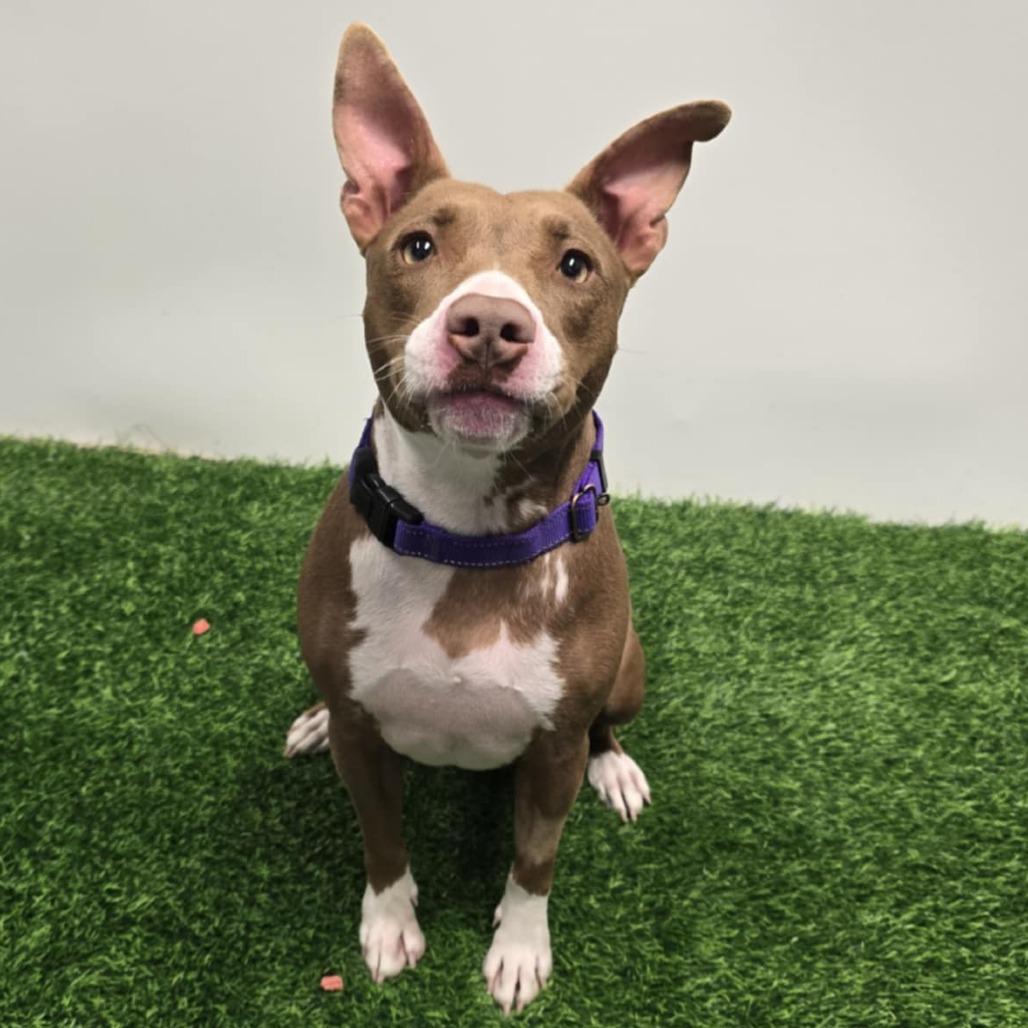 Wendy, a Adoptable Mixed Breed in Columbia, MO image 3/6