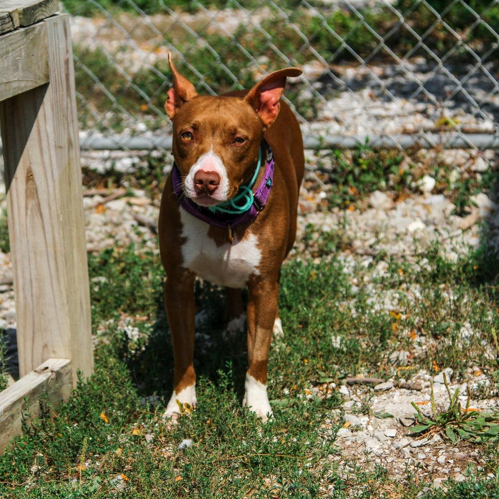 Wendy, a Adoptable Mixed Breed in Columbia, MO image 4/6