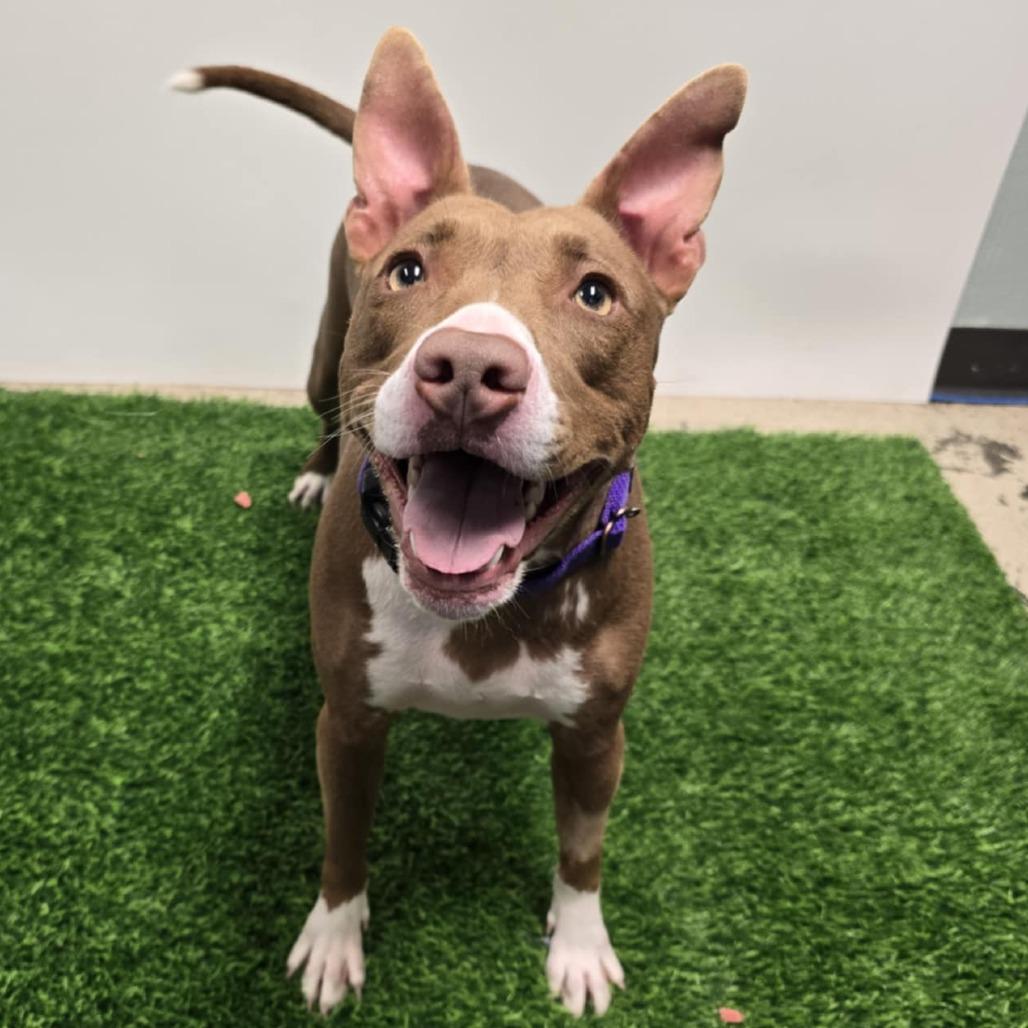 Wendy, a Adoptable Mixed Breed in Columbia, MO image 5/6