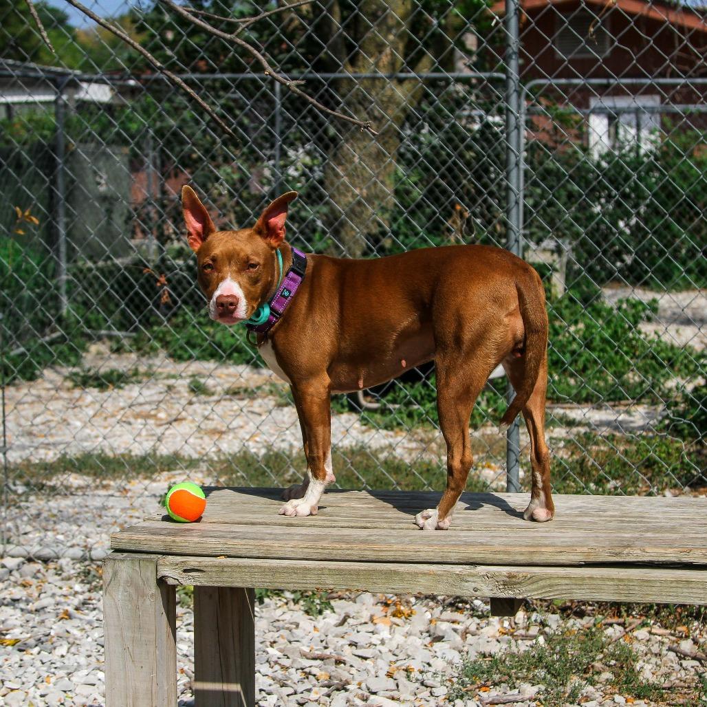 Wendy, a Adoptable Mixed Breed in Columbia, MO image 6/6