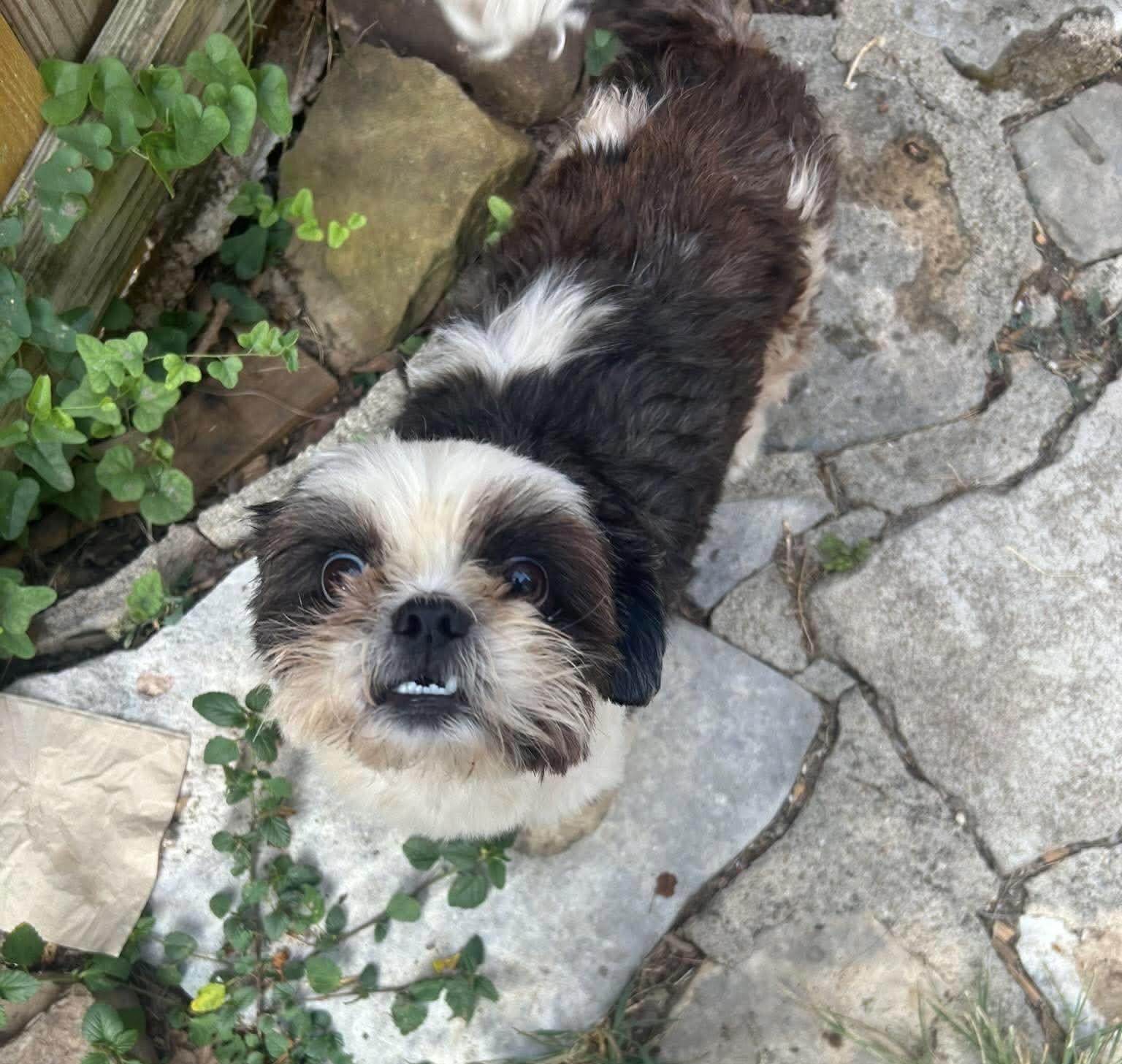 Dixon, an adopted Shih Tzu in San Antonio, TX image 3/4