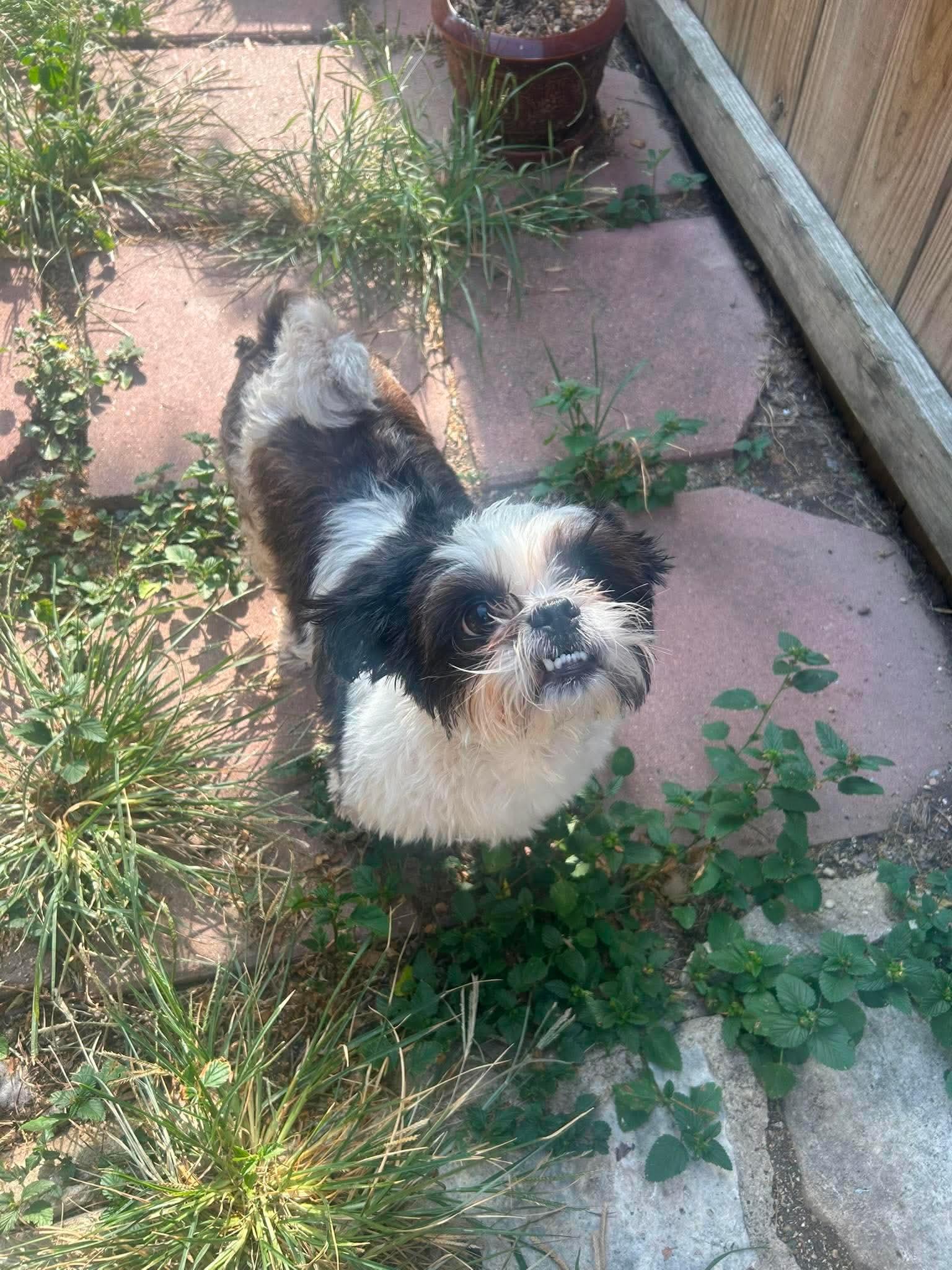 Dixon, adopted, Adult Male Shih Tzu.