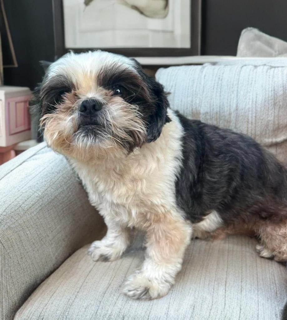 Dixon, an adopted Shih Tzu in San Antonio, TX image 2/4