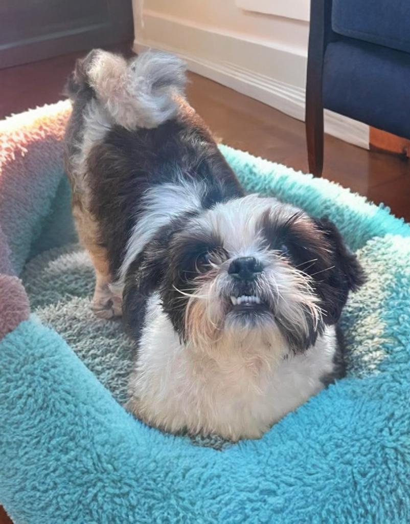 Dixon, an adopted Shih Tzu in San Antonio, TX image 4/4