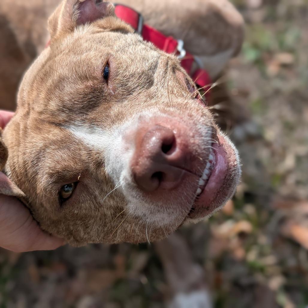 Enlarge Mushu, a Adoptable Terrier in Lakeland, FL image 1/2