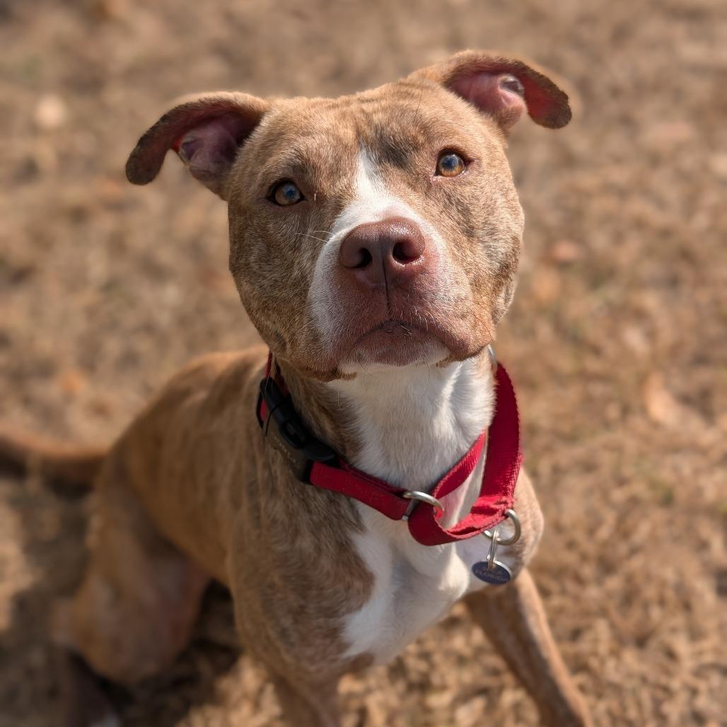 Enlarge Mushu, a Adoptable Terrier in Lakeland, FL image 2/2