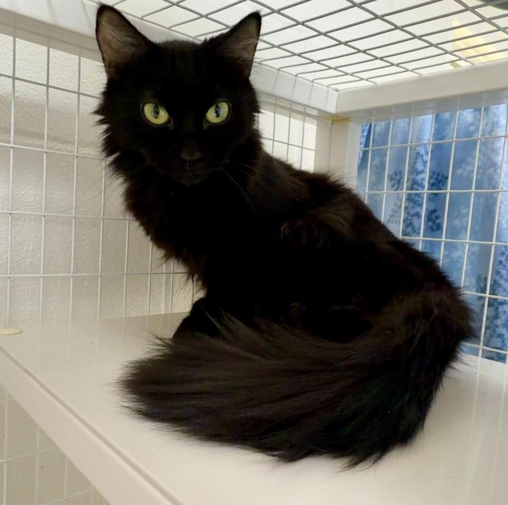 Sarah 26-08, Adoptable, Adult Female Domestic Medium Hair.