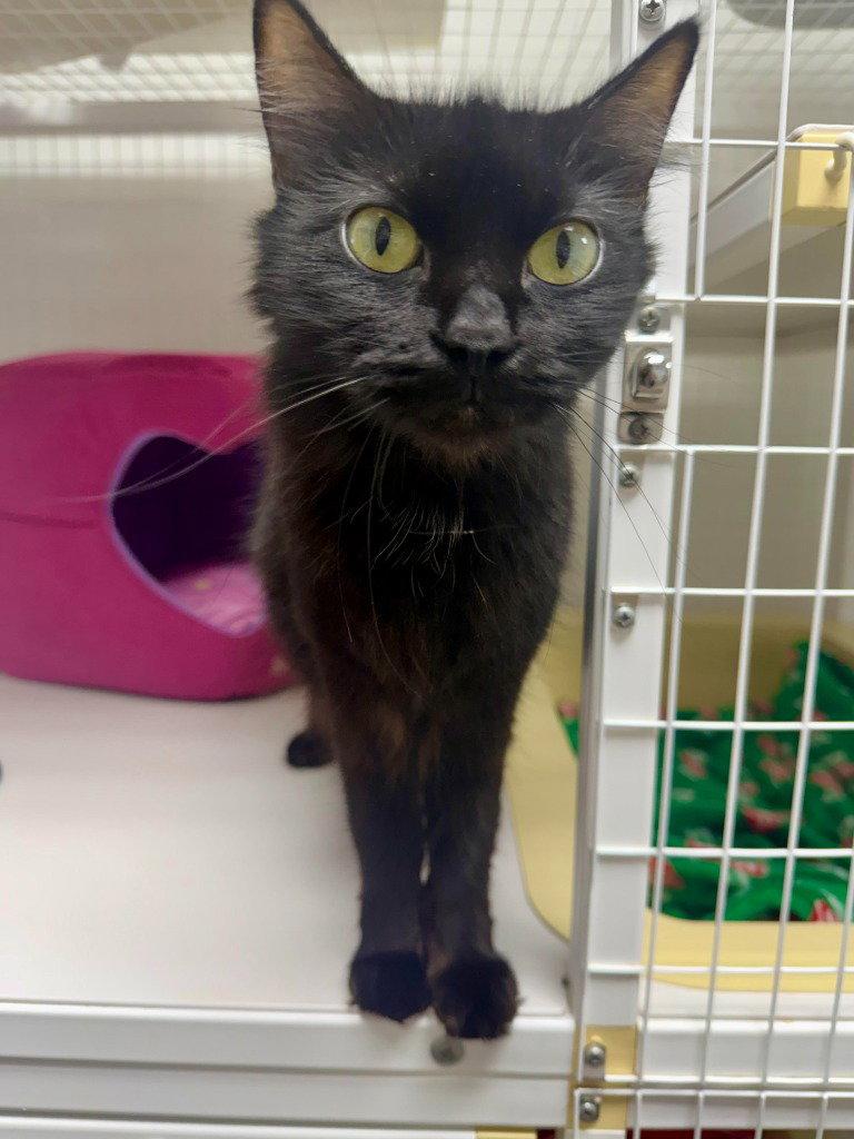 Sarah 26-08, a Adoptable Domestic Medium Hair in St. Helens, OR image 2/2