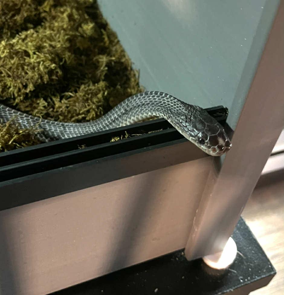 Waffles, a Adoptable Snake in ALBANY, NY image 2/4