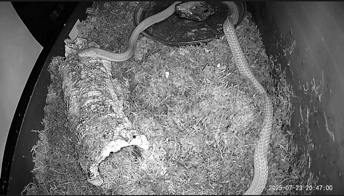 Waffles, a Adoptable Snake in ALBANY, NY image 4/4