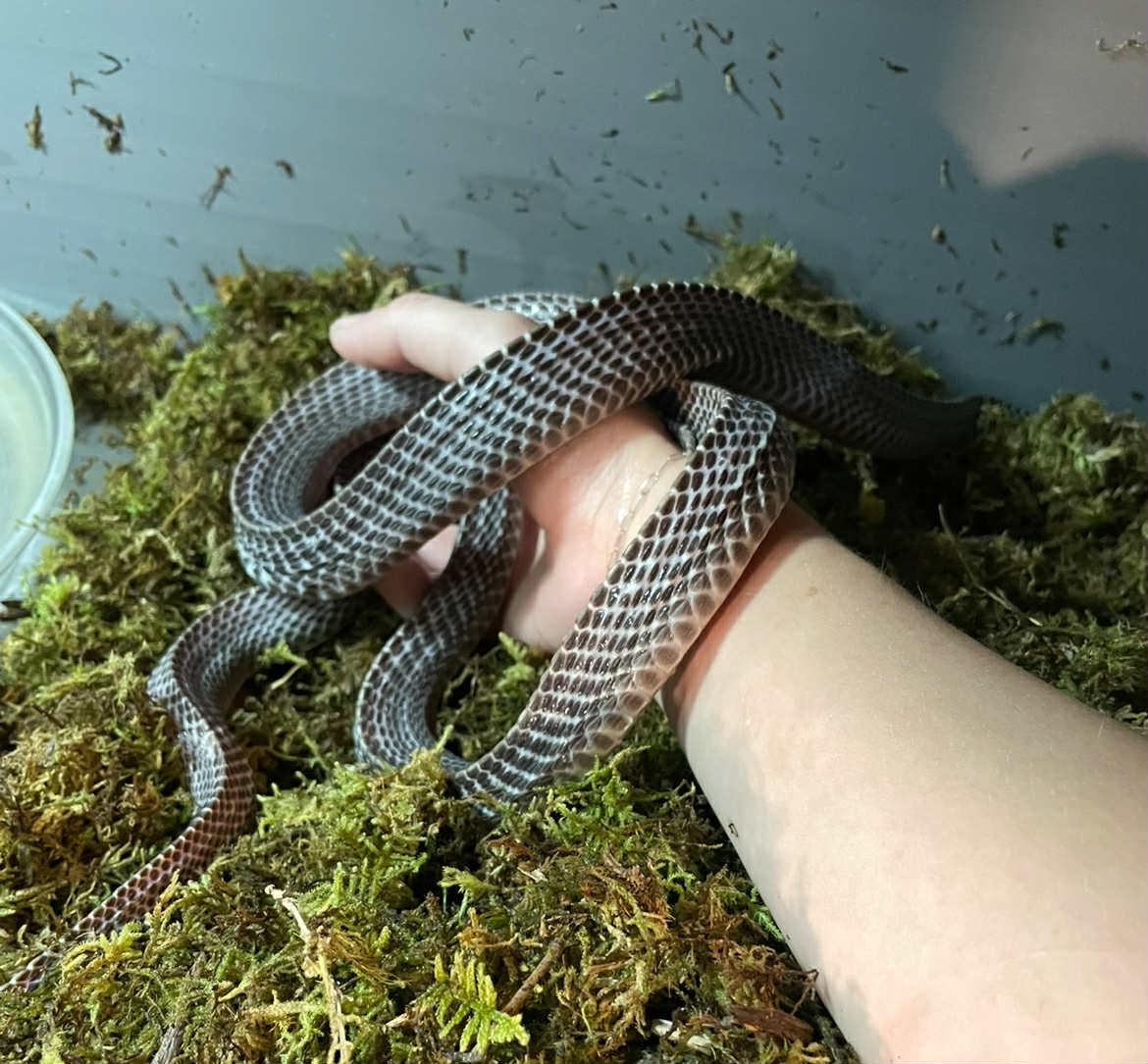 Waffles, a Adoptable Snake in ALBANY, NY image 3/4
