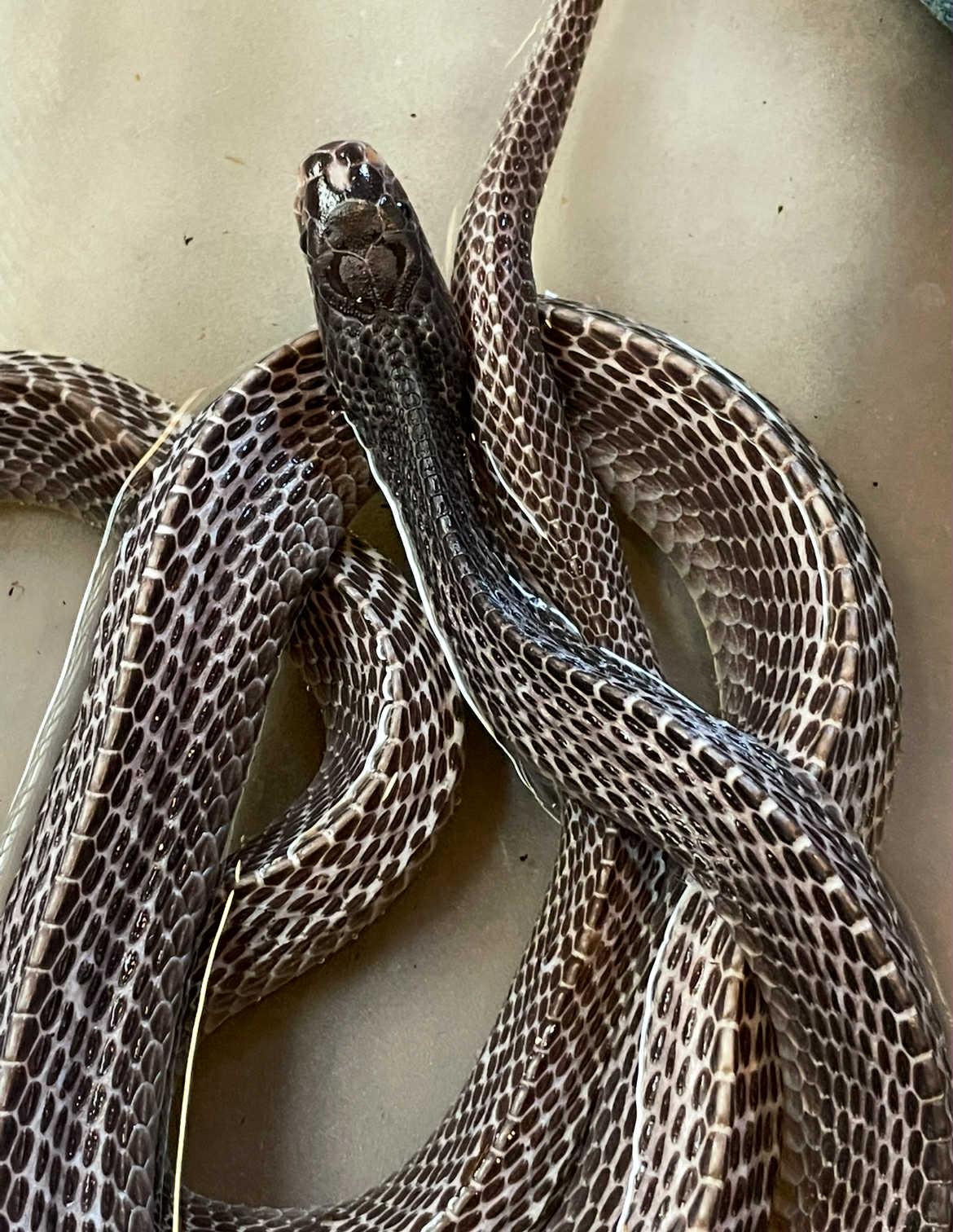 Waffles, a Adoptable Snake in ALBANY, NY image 1/4