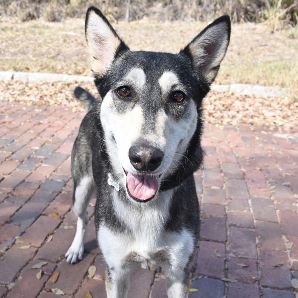 Enlarge Stella Rose, a Adoptable mixed breed in Saint Petersburg, FL image 2/3