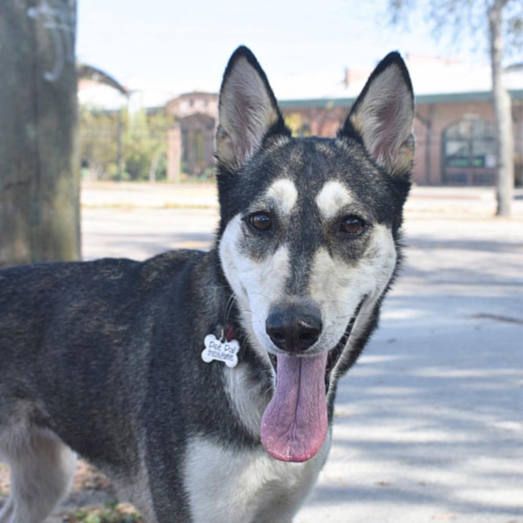 Enlarge Stella Rose, a Adoptable mixed breed in Saint Petersburg, FL image 3/3