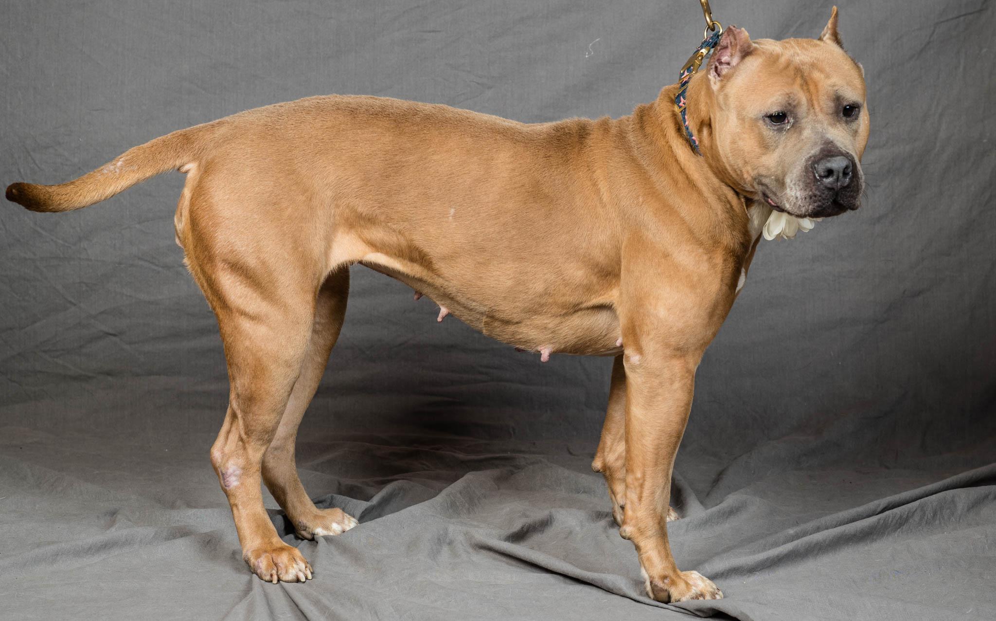 Janette, a Adoptable mixed breed in Montour Falls, NY image 5/6