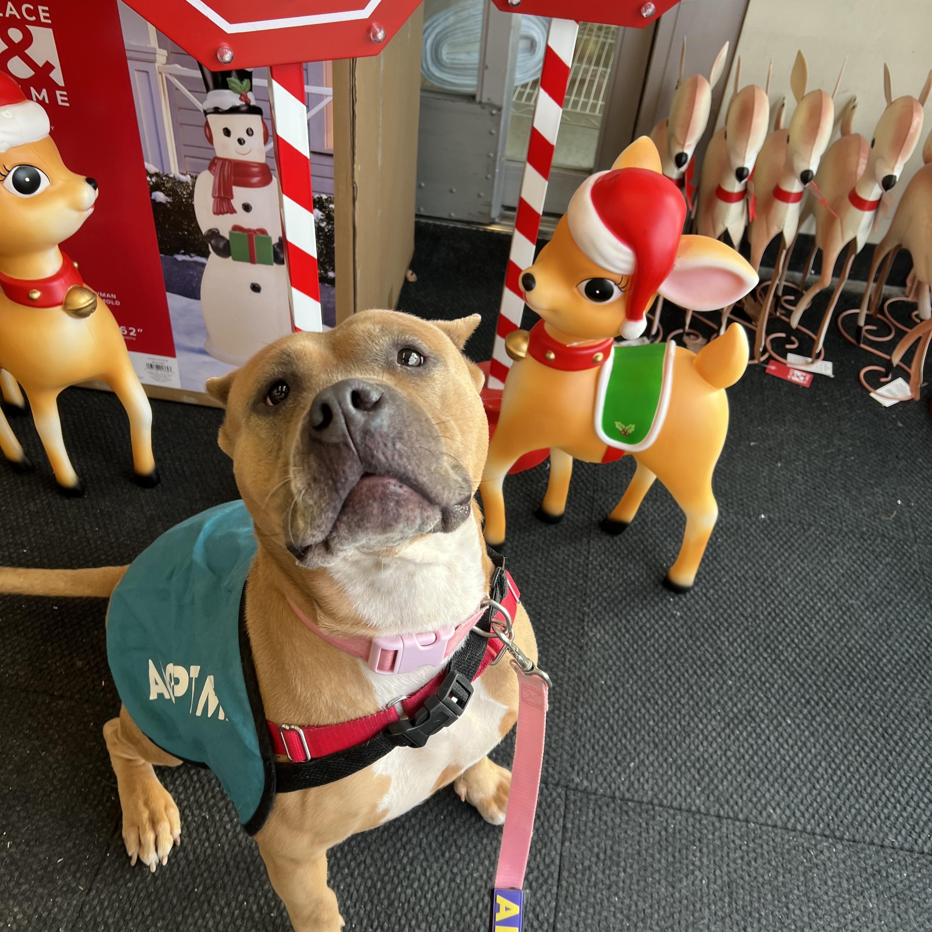 Janette, a Adoptable mixed breed in Montour Falls, NY image 4/6