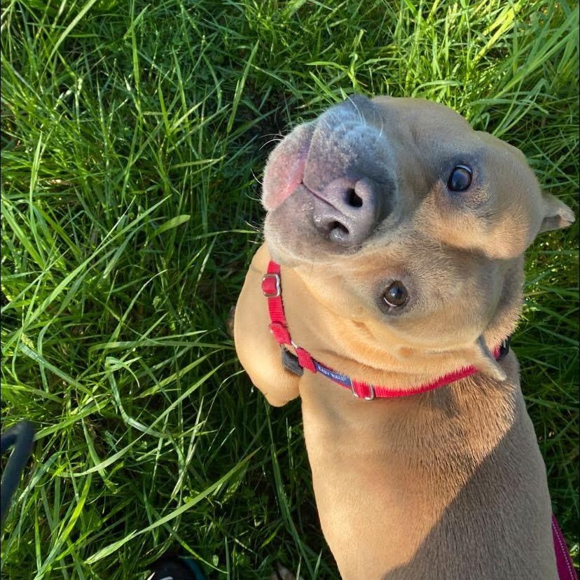 Janette, a Adoptable mixed breed in Montour Falls, NY image 2/6