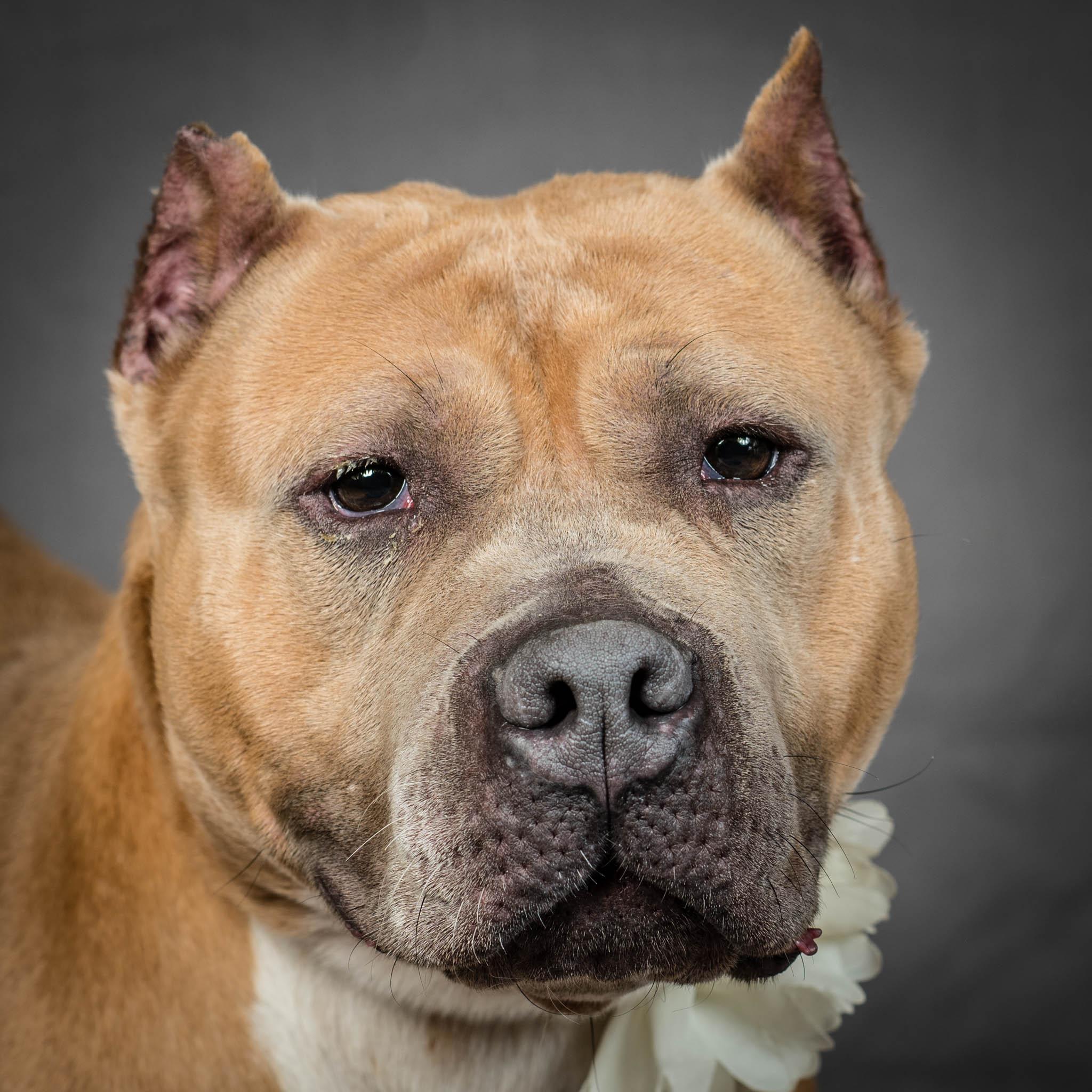 Janette, Adoptable, Adult Female American Bully & Mixed Breed.