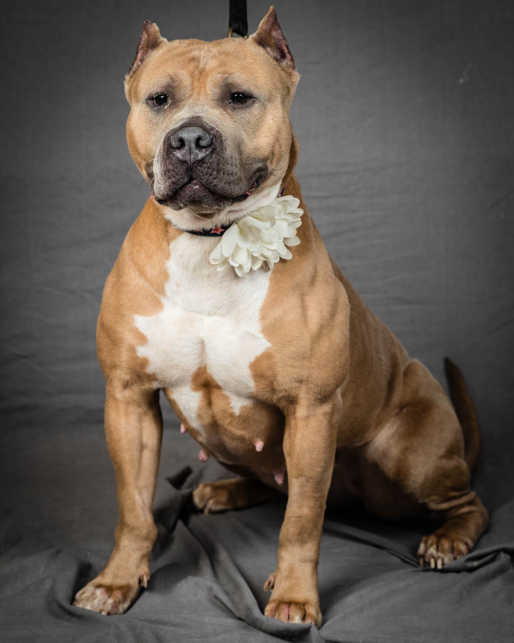 Janette, a Adoptable mixed breed in Montour Falls, NY image 3/6