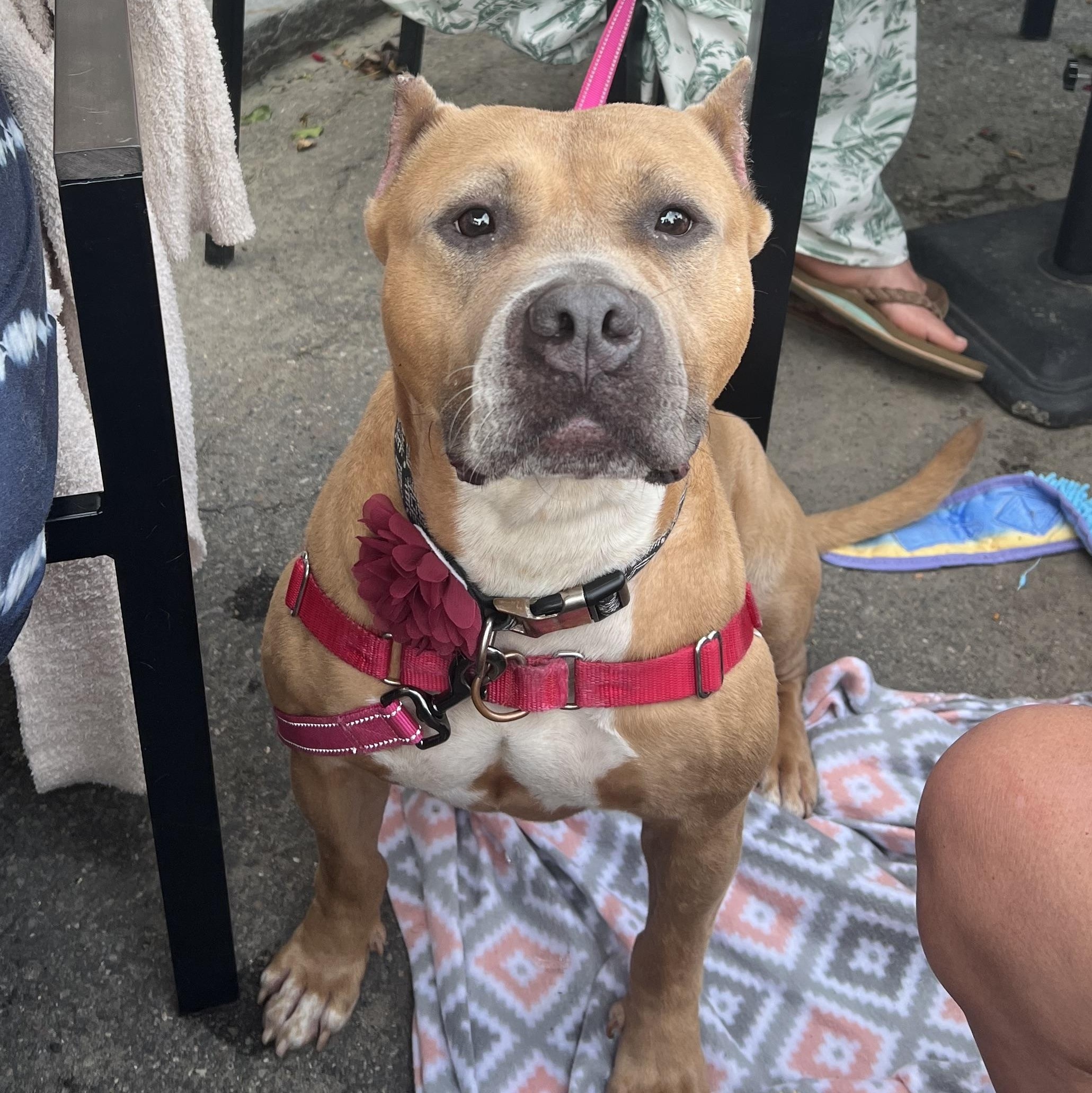 Janette, a Adoptable mixed breed in Montour Falls, NY image 6/6