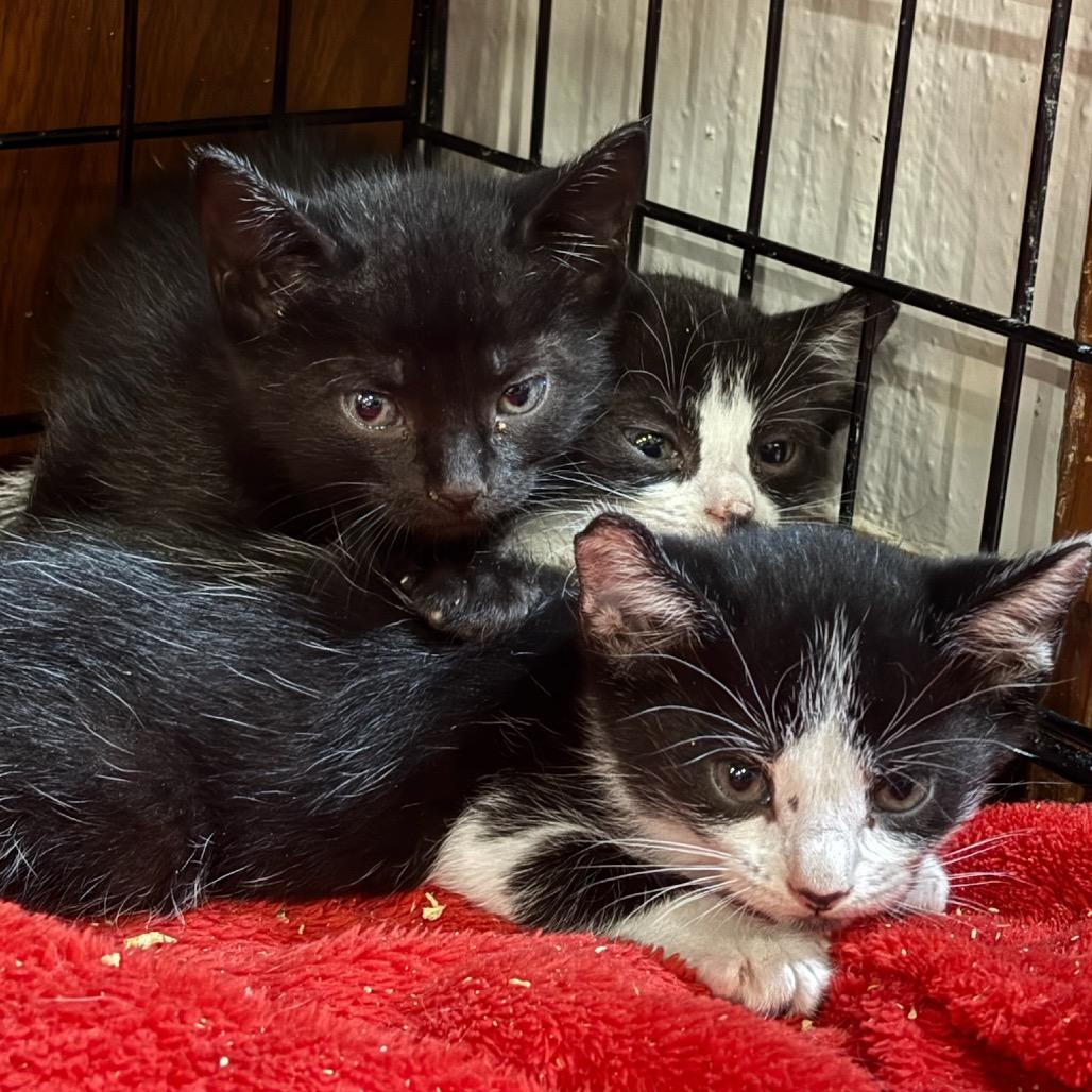 Enlarge Opera, a Adoptable Domestic Short Hair in Katy, TX image 1/4