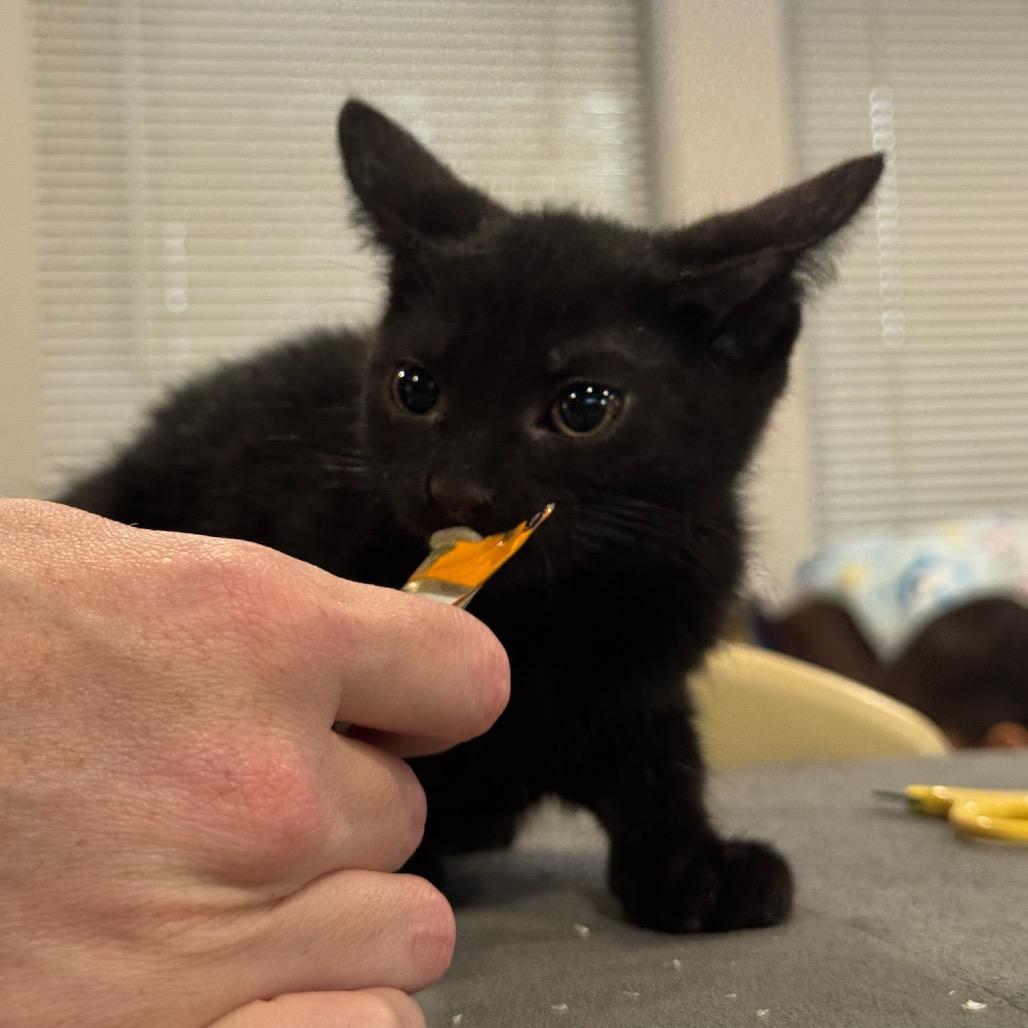 Enlarge Opera, a Adoptable Domestic Short Hair in Katy, TX image 2/4