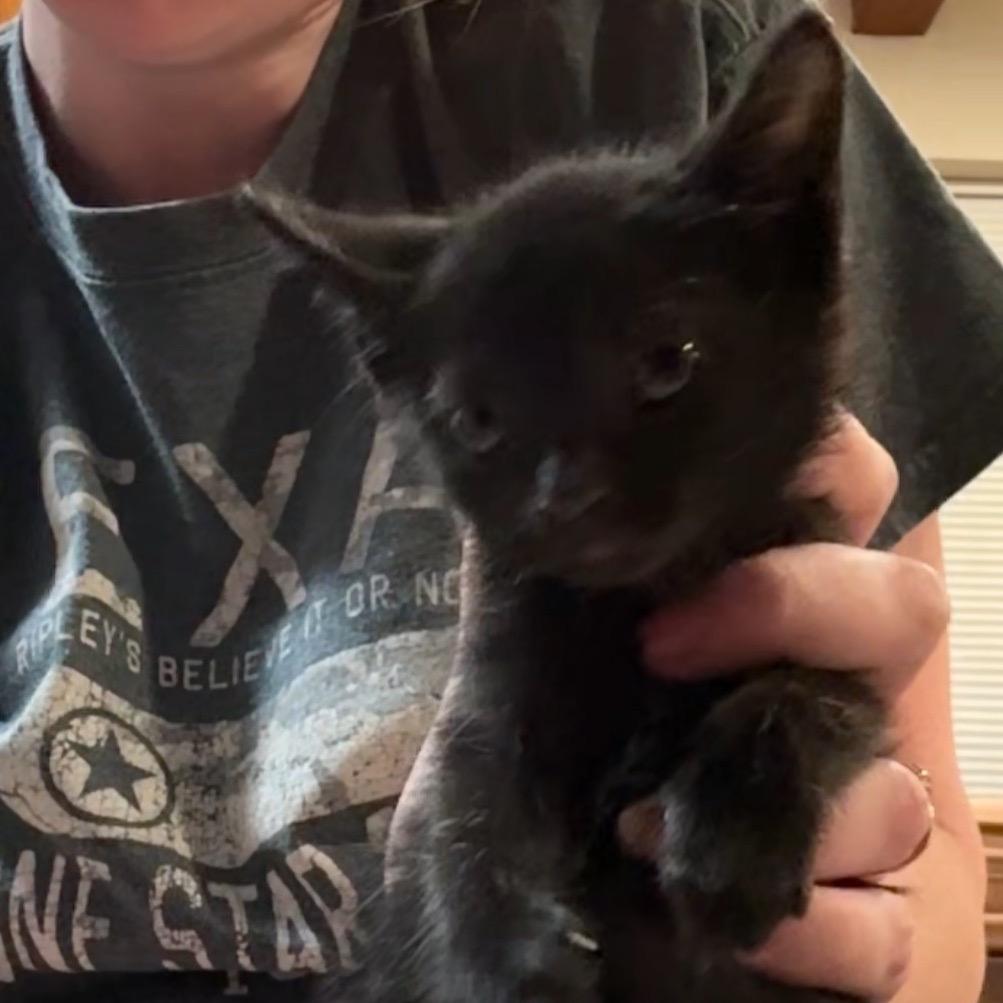 Enlarge Opera, a Adoptable Domestic Short Hair in Katy, TX image 3/4