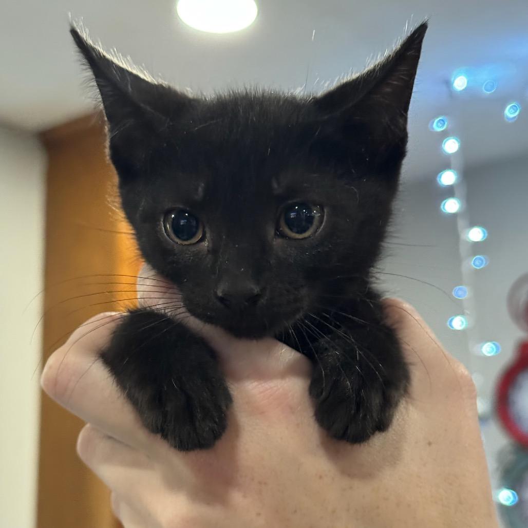 Enlarge Opera, a Adoptable Domestic Short Hair in Katy, TX image 4/4