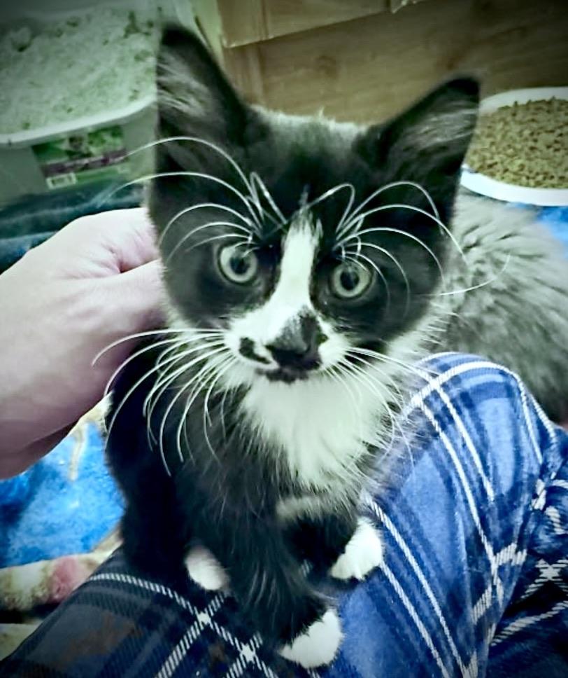FLOWER, Young Female Domestic Medium Hair