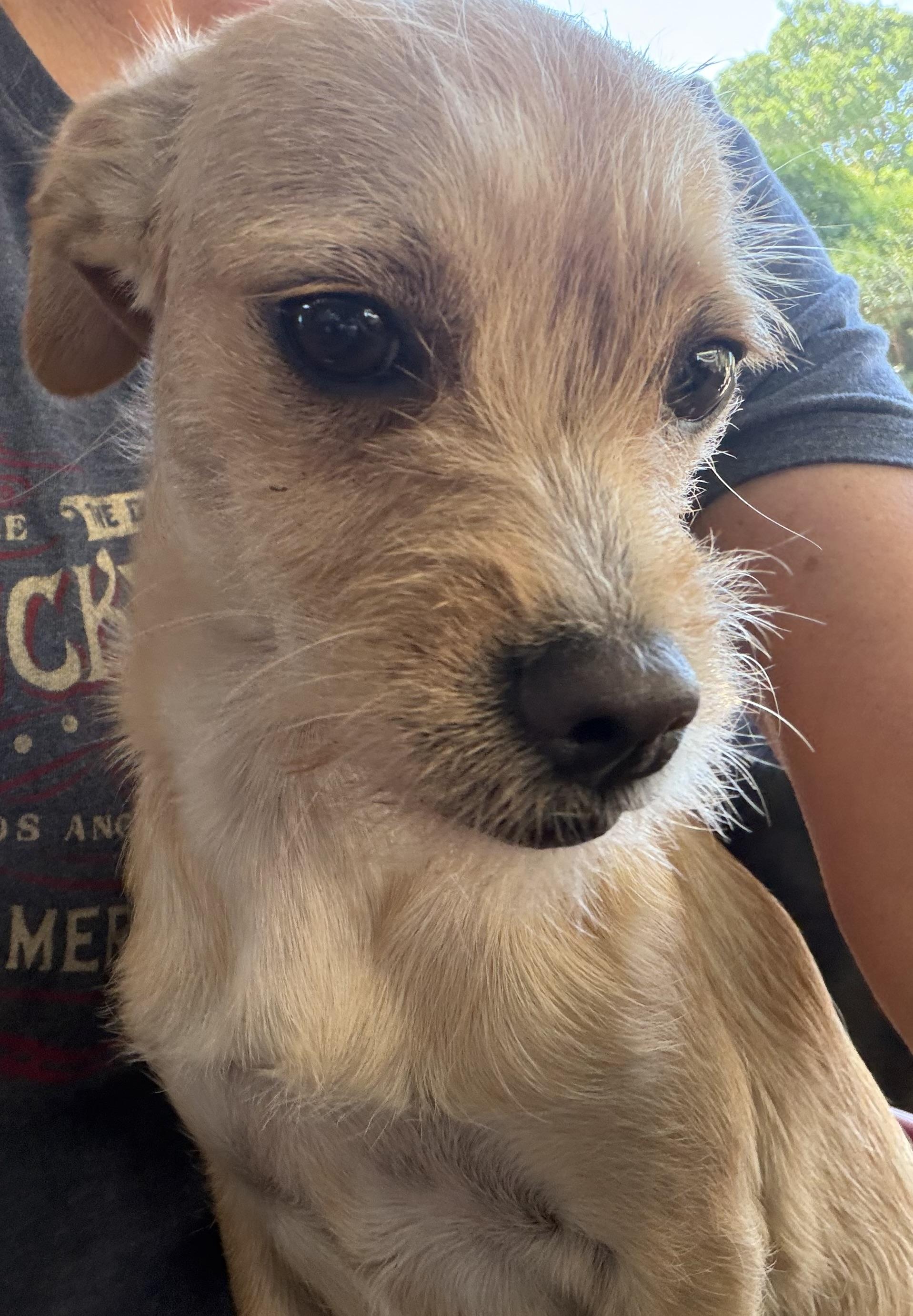 Gigi, adoptable, Young Female Terrier.