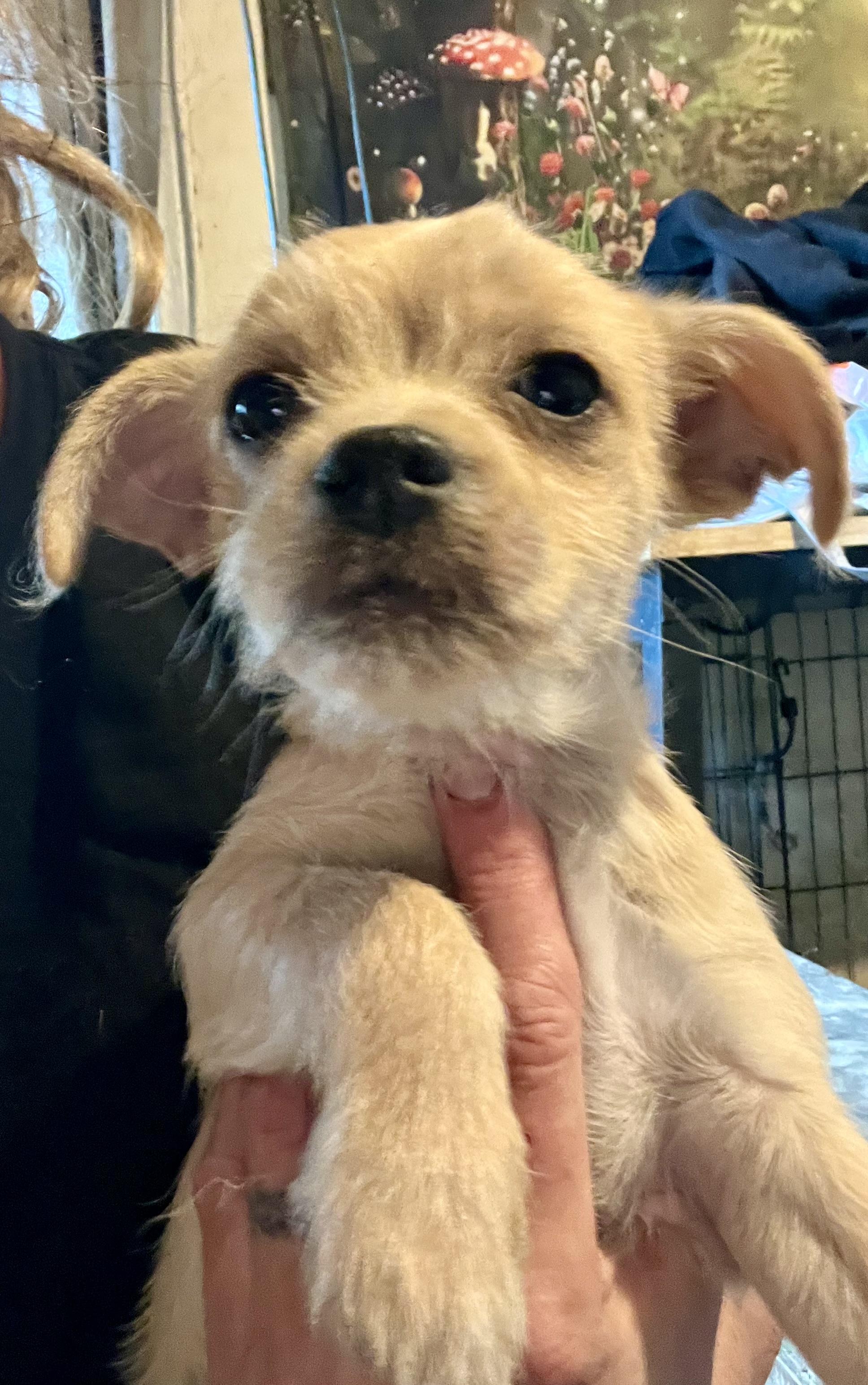 Enlarge Louise, an adopted mixed breed in Concord, CA image 3/5