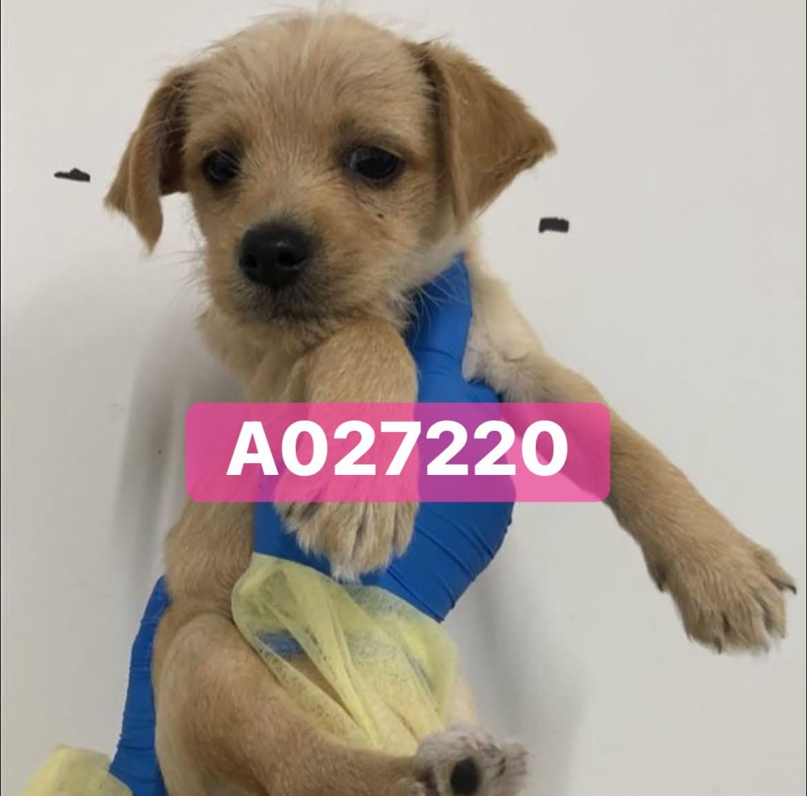 Enlarge Louise, an adopted mixed breed in Concord, CA image 1/5