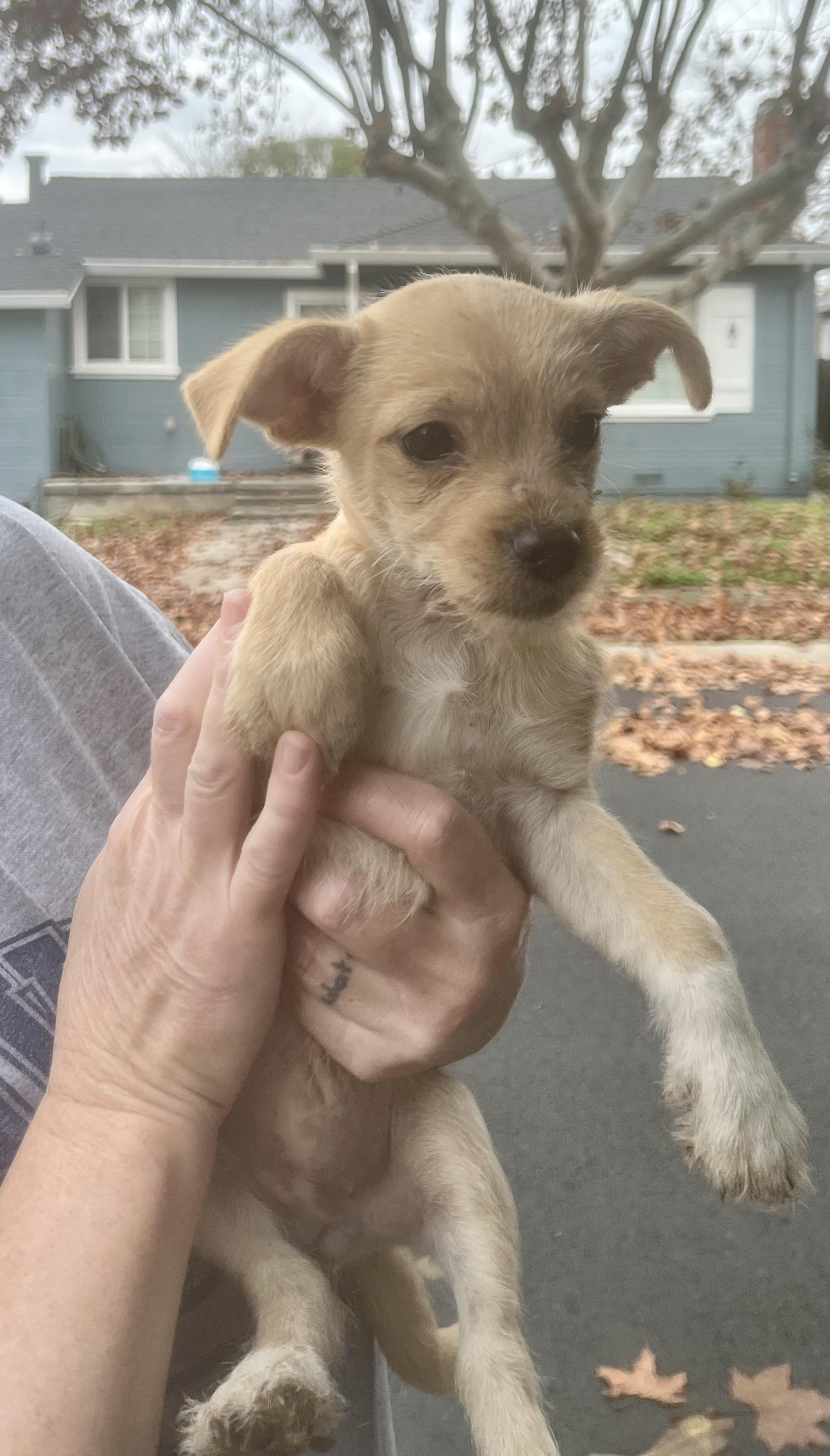 Enlarge Gigi, an adoptable mixed breed in Concord, CA image 3/4