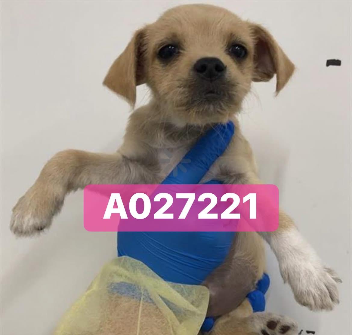 Enlarge Gigi, an adoptable mixed breed in Concord, CA image 4/4