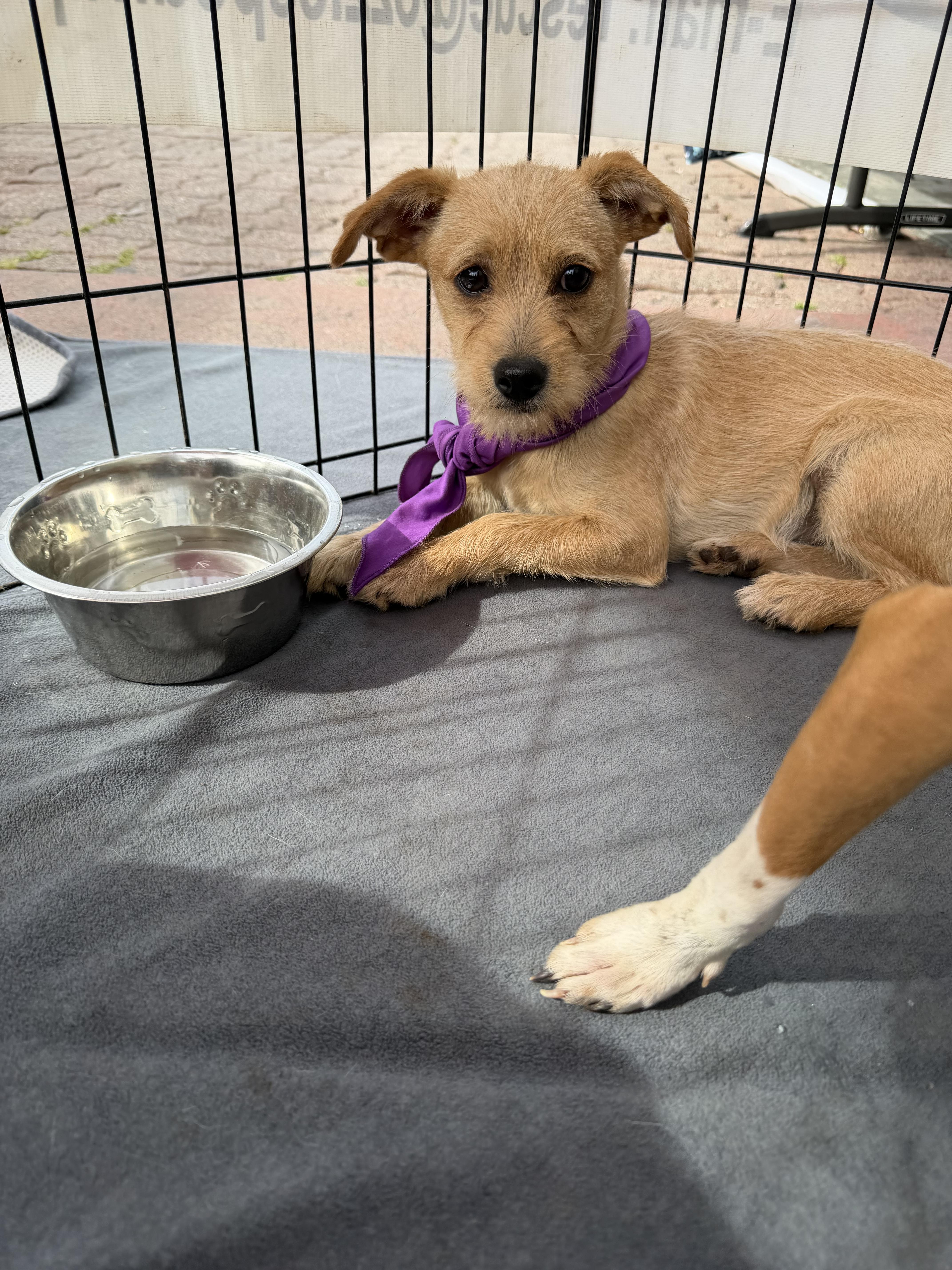 Enlarge Louise, an adopted mixed breed in Concord, CA image 2/5