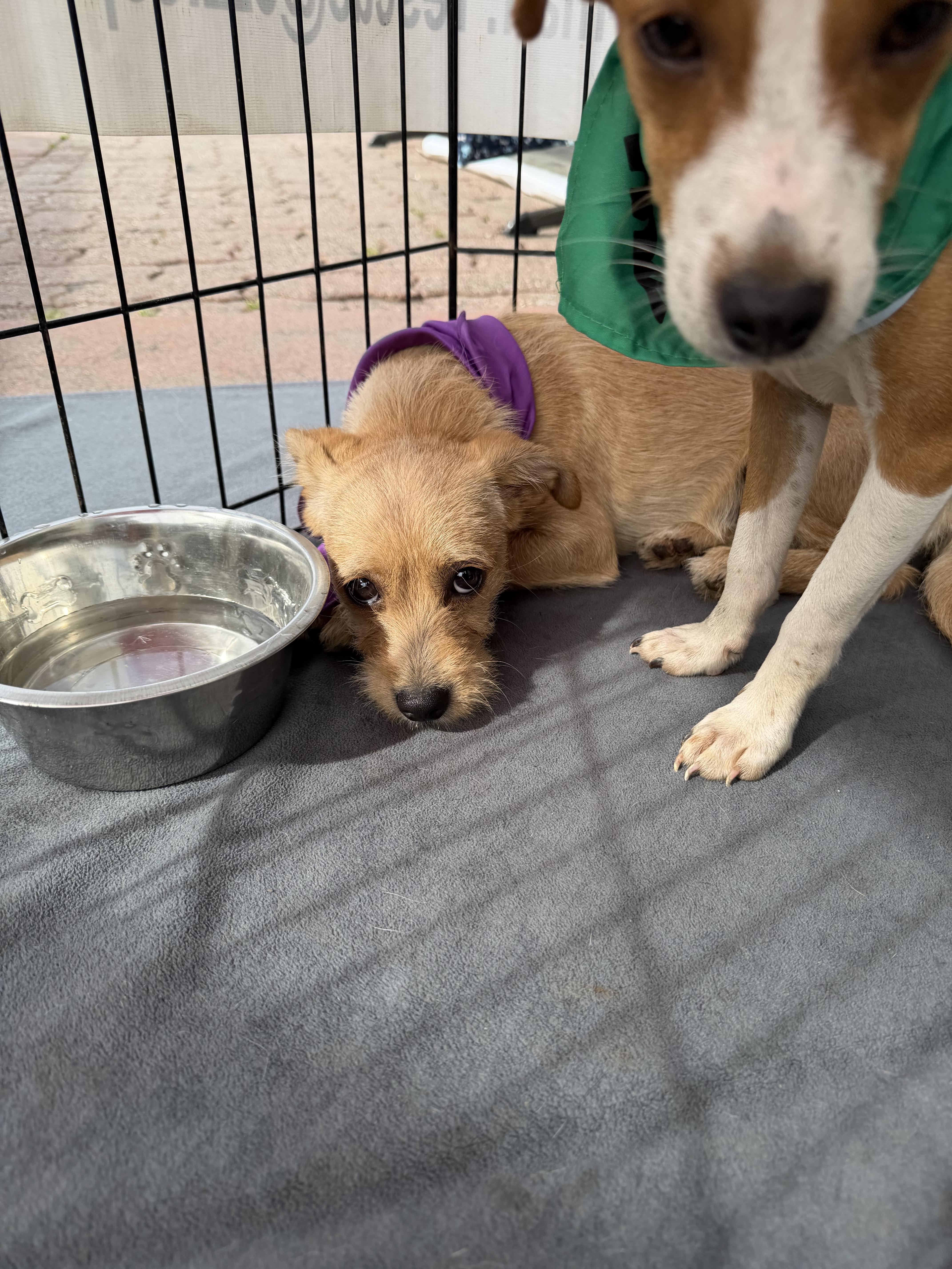 Enlarge Louise, an adopted mixed breed in Concord, CA image 4/5