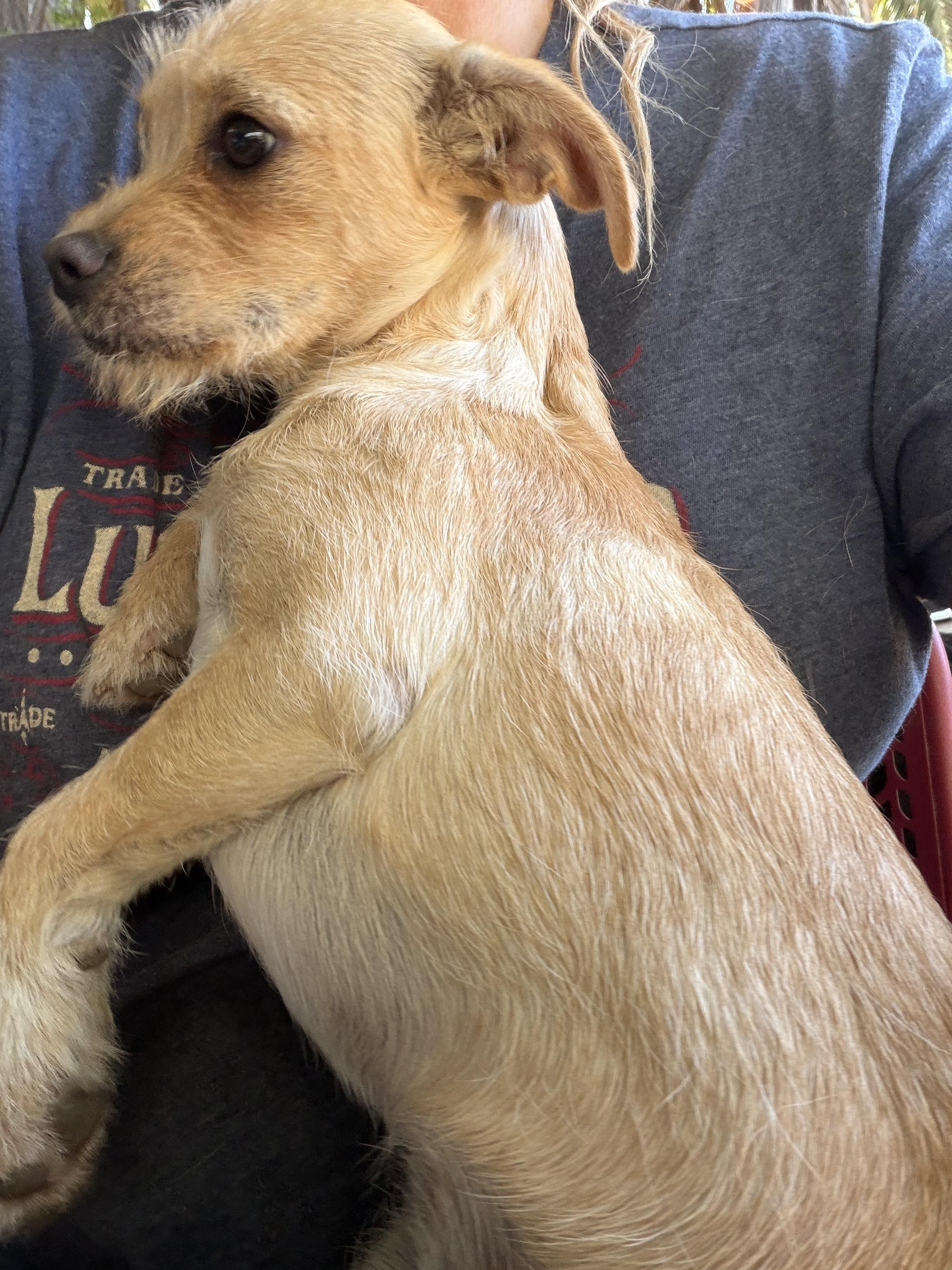 Enlarge Gigi, an adoptable mixed breed in Concord, CA image 2/4