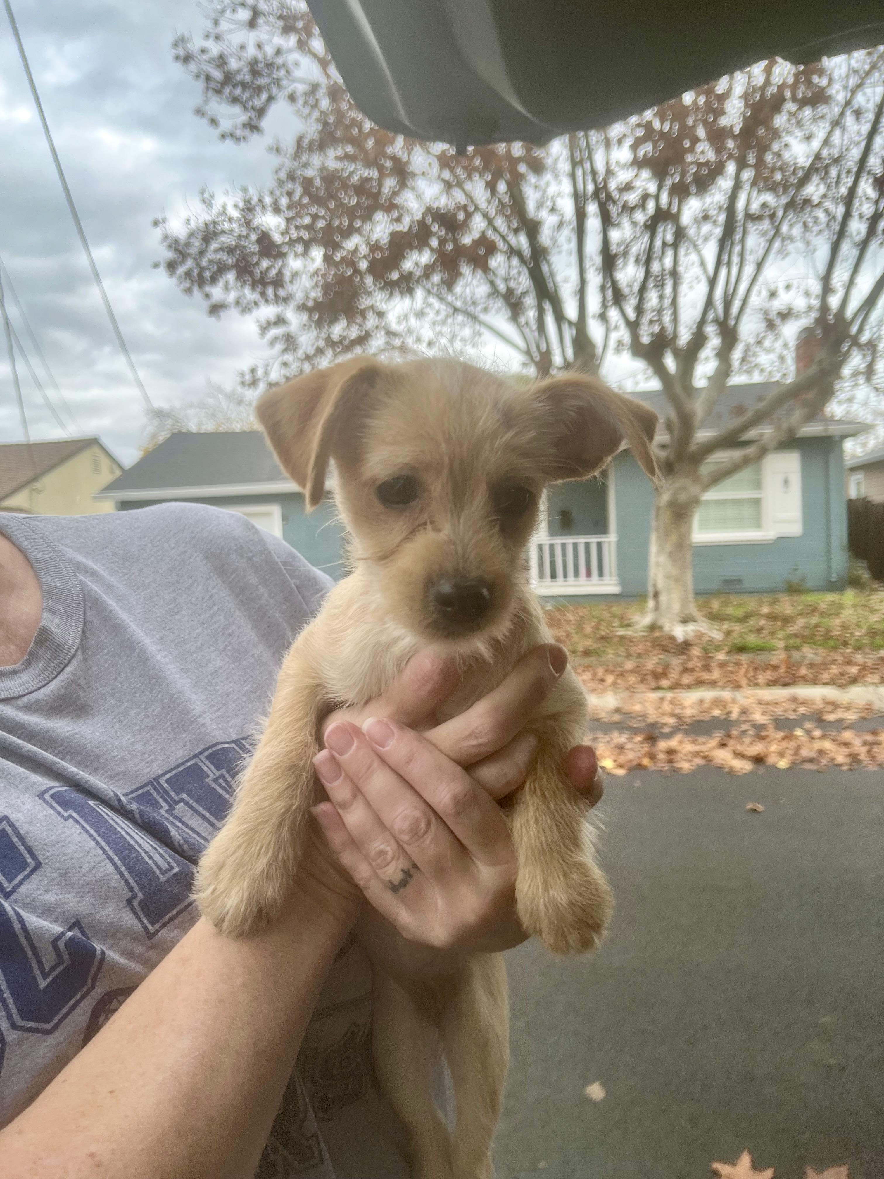 Enlarge Louise, an adopted mixed breed in Concord, CA image 5/5