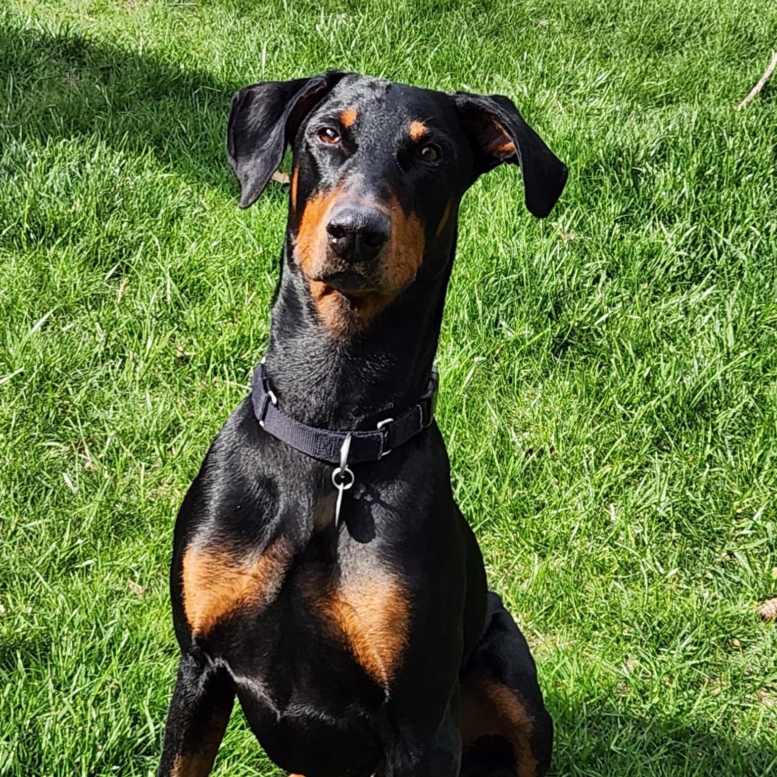 Enlarge Bolt, a Adoptable Doberman Pinscher in Columbus, OH image 1/2