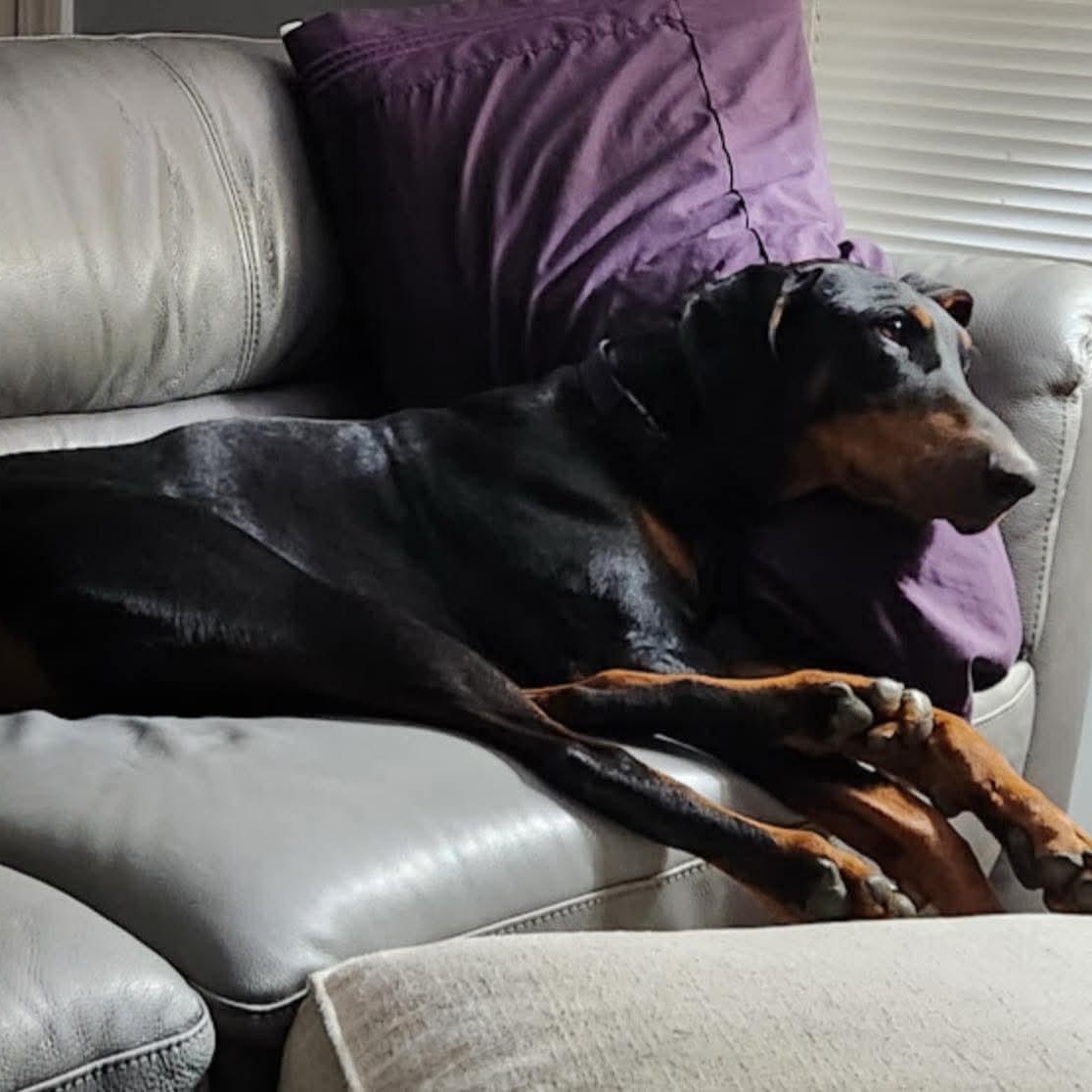 Enlarge Bolt, a Adoptable Doberman Pinscher in Columbus, OH image 6/6