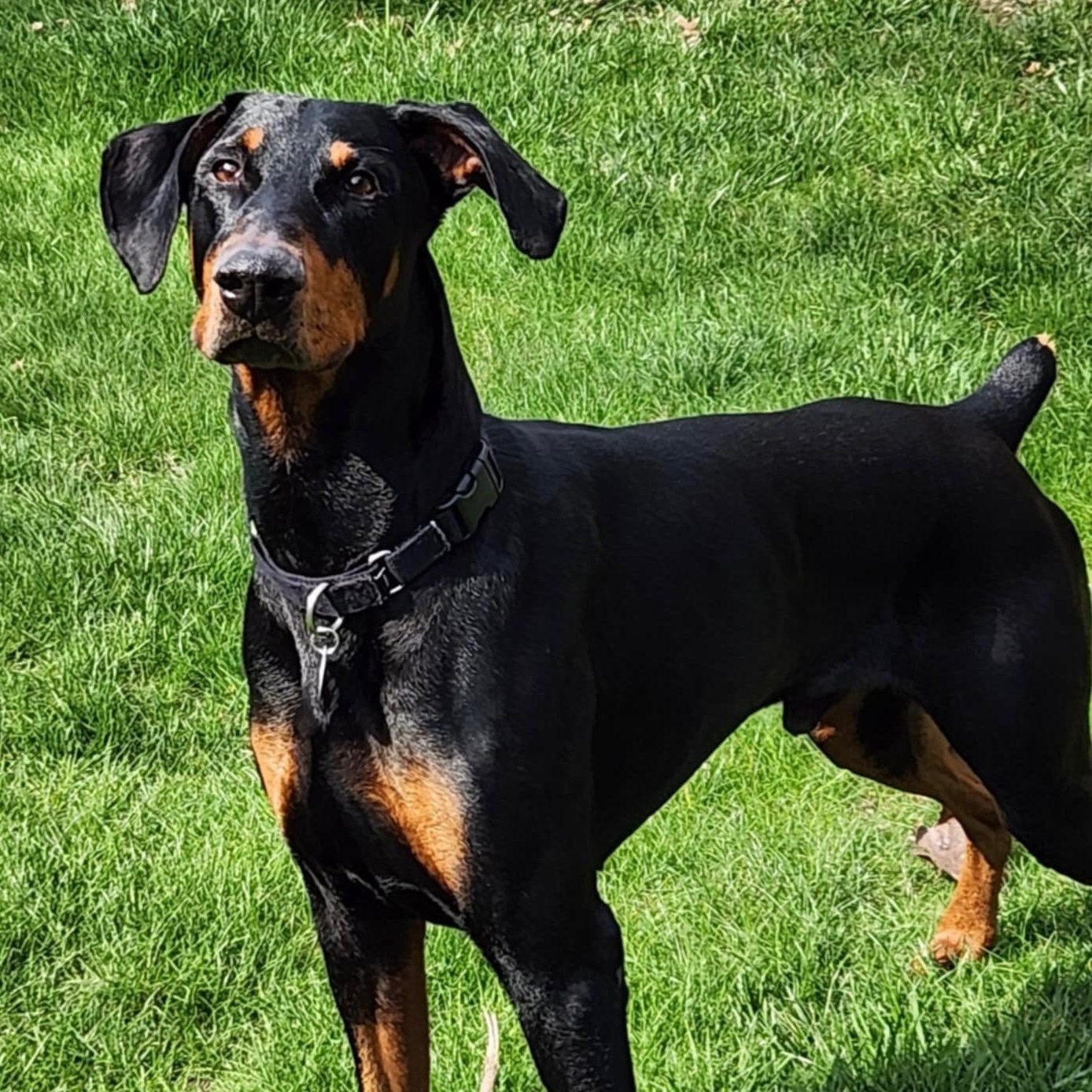 Enlarge Bolt, a Adoptable Doberman Pinscher in Columbus, OH image 2/2