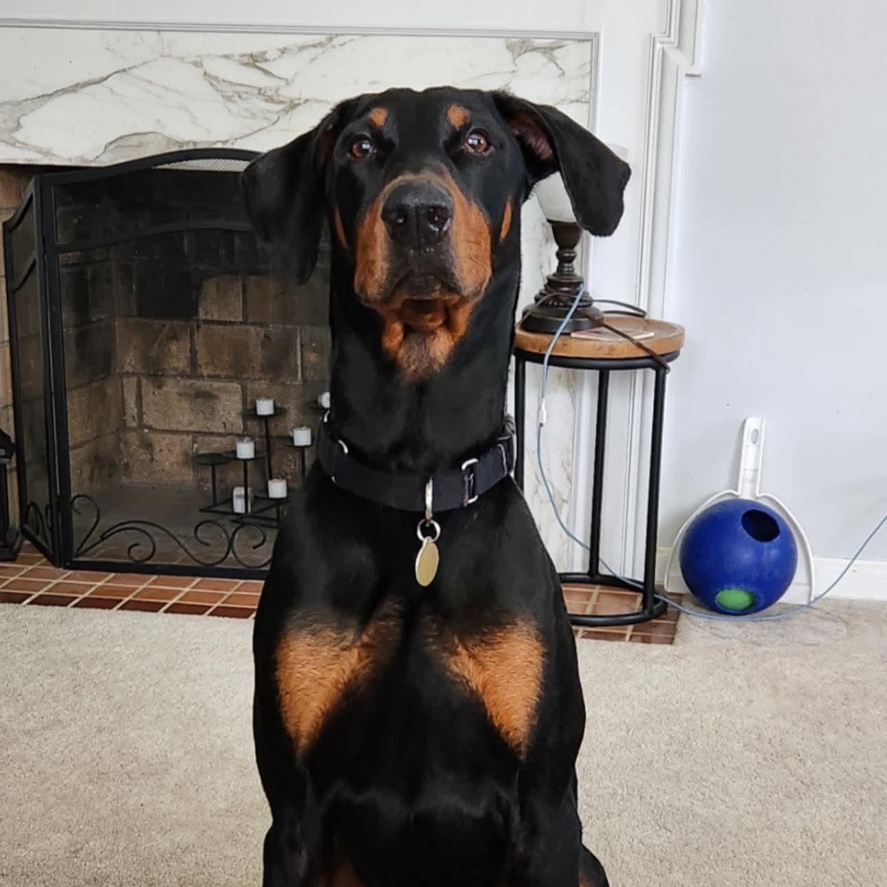 Enlarge Bolt, a Adoptable Doberman Pinscher in Columbus, OH image 3/6