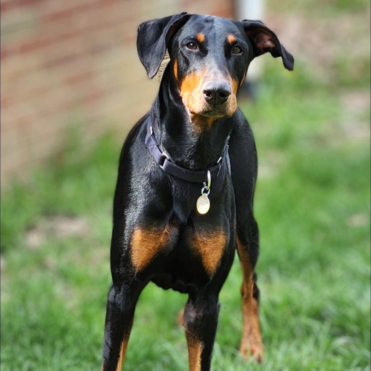 Enlarge Bolt, a Adoptable Doberman Pinscher in Columbus, OH image 5/6