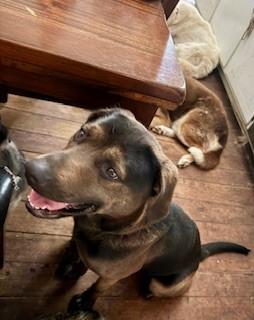 Peg, Adult Female Mixed Breed