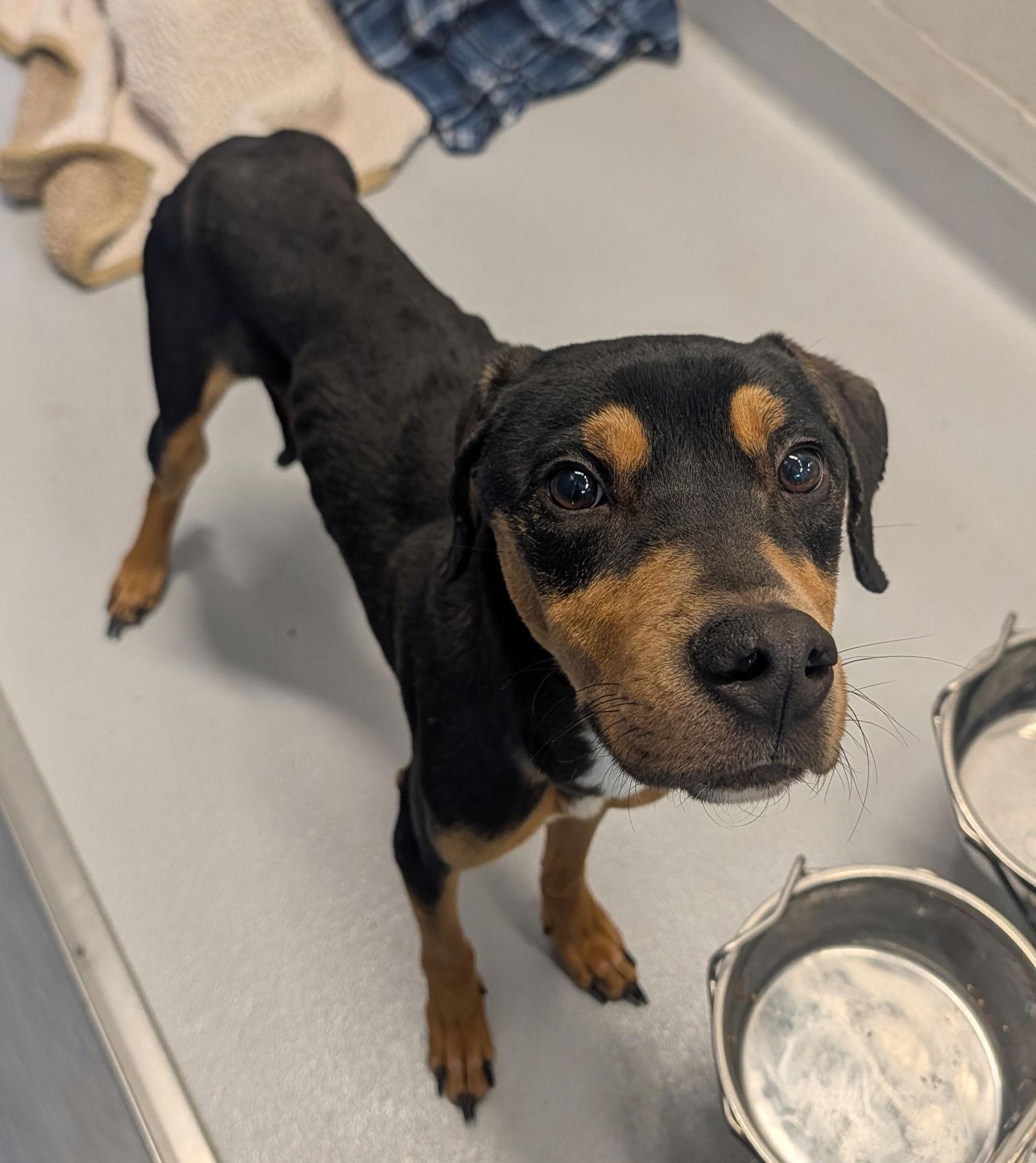 Rango, adopted, Young Male Rottweiler.