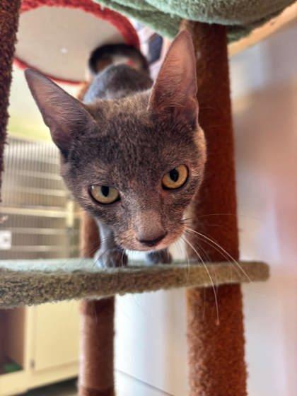 Enlarge Smoke, a Adoptable mixed breed in Scottsbluff, NE image 1/3